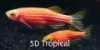 Picture of GLOFISH DANIO-STARFIRE RED(R)