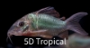 Picture of CORY-BROCHIS SPLENENS TR-W.W.    