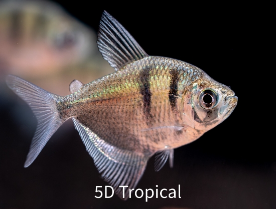 Picture of TETRA-BLACK            