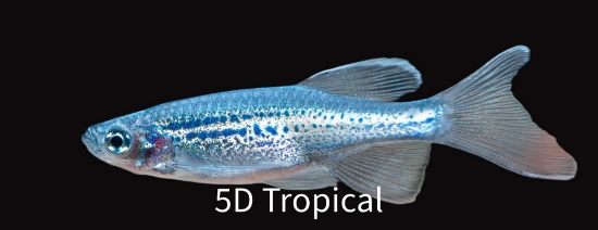 Picture of LF BLUE DANIO            