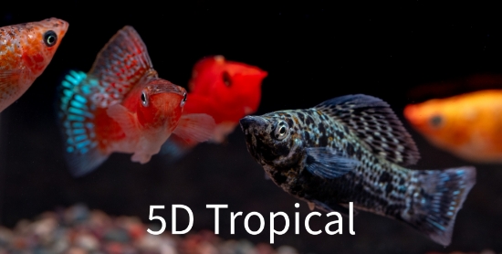 Picture of MOLLY-ASSORTED S/F LG        