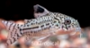 Picture of CORYDORAS-C. JULEI TANK RAISED-SMALL