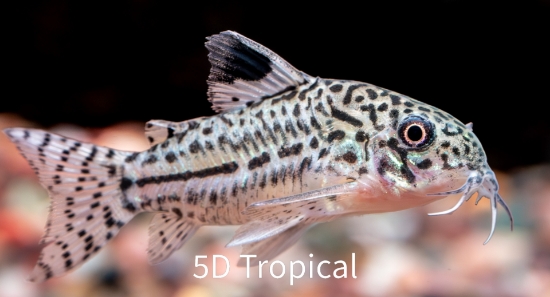 Picture of CORYDORAS-C. JULEI TANK RAISED-SMALL