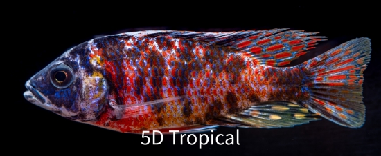 Picture of AFRICAN PEACOCK ASSORTED 4" IMPORT    