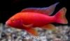 Picture of AFRICAN PEACOCK ASSORTED 4" IMPORT    