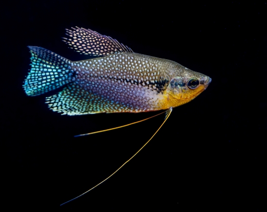 Picture of GOURAMI-PEARL              