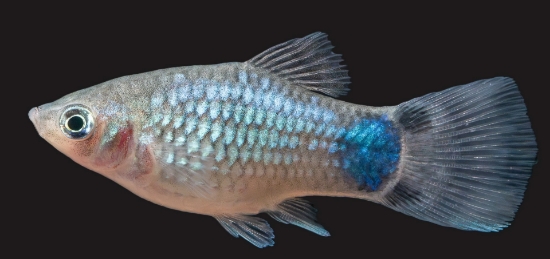 Picture of PLATY-BLUE MICKEY MOUSE    