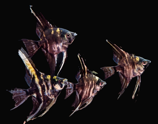 Picture of ANGELFISH-MARBLE MED           