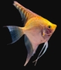 Picture of ANGELFISH-GOLD ANGEL MED        