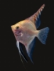 Picture of ANGELFISH-FANCY MIX MED     