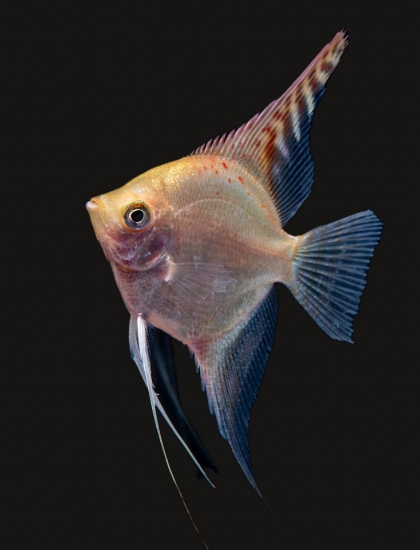 Picture of ANGELFISH-FANCY MIX MED     