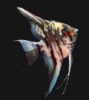 Picture of ANGELFISH-FANCY MIX MED     