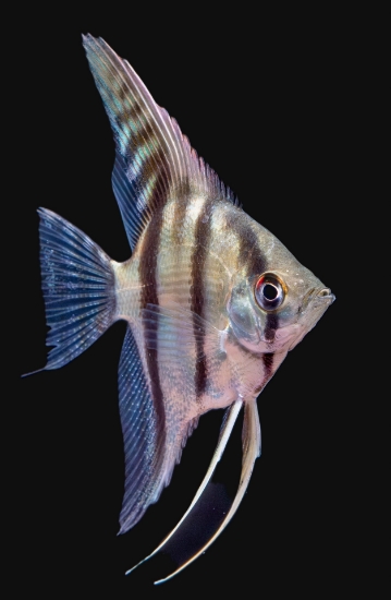 Picture of SILV ANGEL SELECT-       