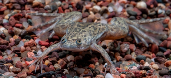 Picture of AMPHIBIAN-AFRICAN CLAWED FROG-XENOPUS LAEVIS-(NO AZ,CA,VA,NJ)