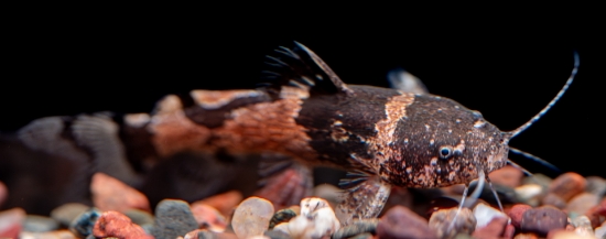 Picture of SOUTH AMERICAN CATFISH- -BUMBLEE CAT