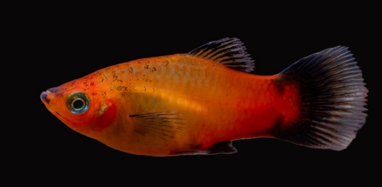 Picture of PLATY-SUNSET WAG  