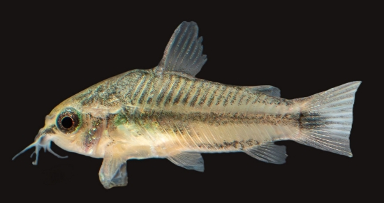 Picture of SOUTH AMERICAN CORYDORAS- PYGMY CORYDORA      