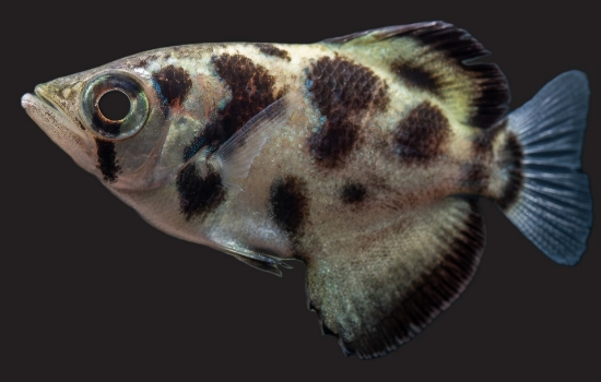 Picture of FAR EAST FISH-GOLD ARCHER(CLOUDED)     