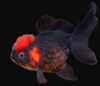 Picture of CHIN R/B ORANDA 10-11CM  