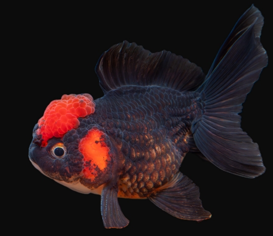 Picture of CHIN R/B ORANDA 10-11CM  