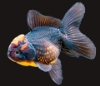Picture of CHIN R/B ORANDA 10-11CM  