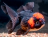 Picture of CHIN R/B ORANDA 10-11CM  