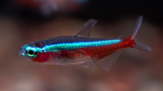 Picture of SOUTH AMERICAN TETRA - CARDINAL M/L T.R (FL BRED)
