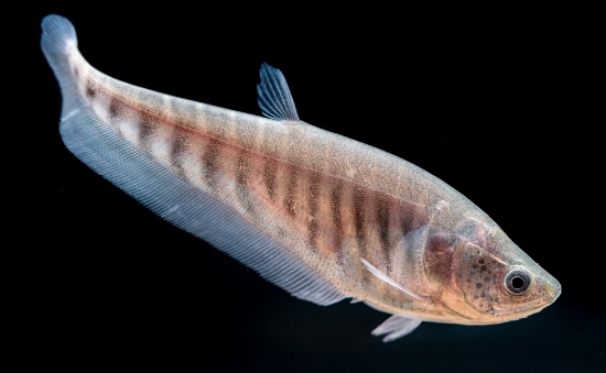 Picture of FAR EAST-CLOWN KNIFE 3"       