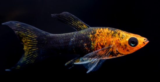 Picture of MOLLY-GOLD DUST LYRETAIL 