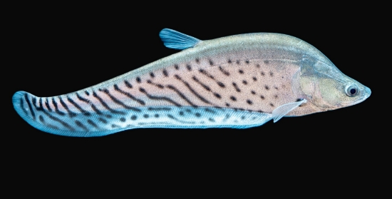 Picture of FAR EAST FISH-ROYAL CLWN KNIFE 8"          