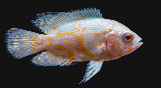 Picture of OSCAR-LEMON REG         