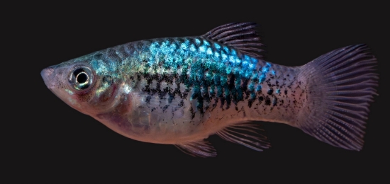 Picture of PLATY-BLUE CALICO 