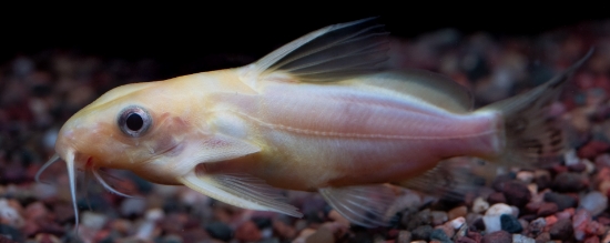 Picture of SYNODONTIS NIGRITA GOLD 2" (FL)