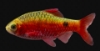 Picture of BARB-GOLD NEON ROSEY (IMPORT)   