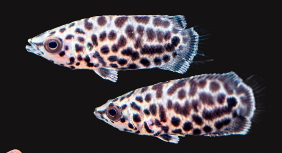Picture of AFRICAN FISH- CTENOPOMA LEOPARD- SMALL      