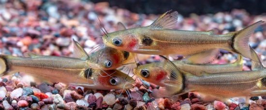 Picture of FAR EAST FISH-BURMESE SUN CATFISH      