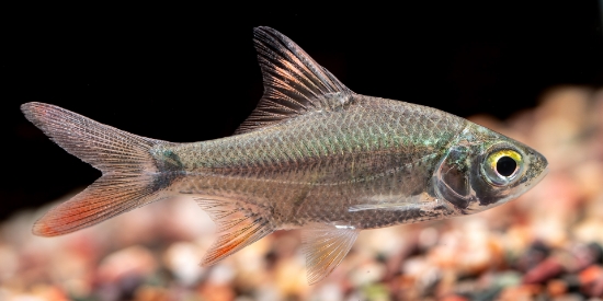 Picture of BARB-REDTAIL TINFOIL 1.5" IMPORT