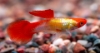 Picture of GUPPY-RED PANDA GUPPY MALE     