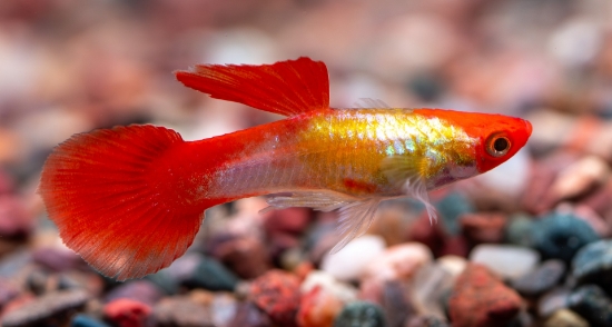 Picture of GUPPY-RED PANDA GUPPY MALE     