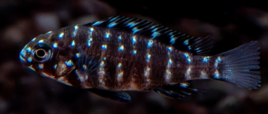 Picture of TANGANYIKAN-WHITE SPOTTED CICHLID- TROPHEUS DUBOISI        