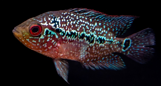Picture of CICHLID-FLOWER HORN REG (FLORIDA BRED)  