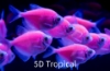 Picture of GLOFISH(R)TETRA-GALACTIC PURPLE(R)