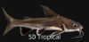 Picture of SOUTH AMERICAN CATFISH- COLOMBIAN SHARK 