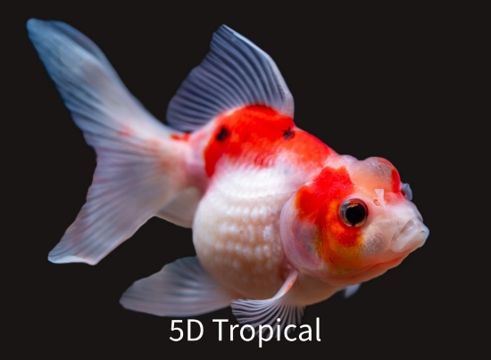 Picture of PEARLSCALE 4.5" GOLDF    