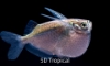 Picture of SOUTH AMERICAN TETRA-SILVER HATCHETFISH         