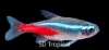 Picture of TETRA-NEON LARGE (FLORIDA BRED)          