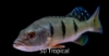 Picture of PCCK BASS 4-6"-W.W.      