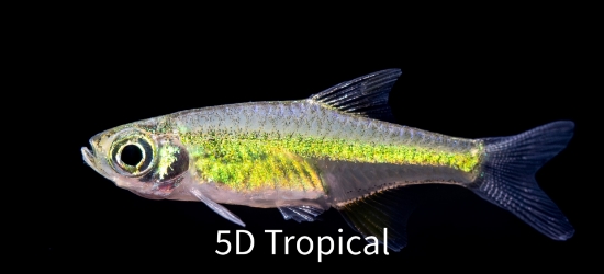 Picture of RASBORA-KUBOTAI     