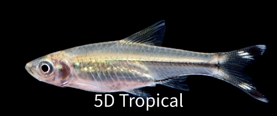 Picture of TETRA-SCISSORTAIL