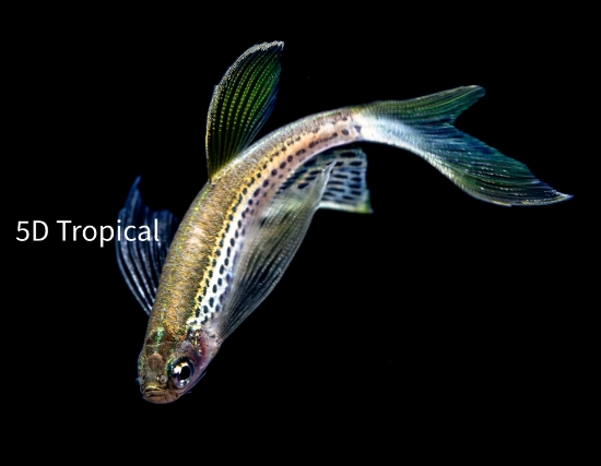 Picture of DANIO-LONGFIN LEOPARD      